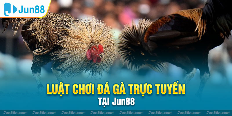 Luật chơi đá gà trực tuyến tại Jun88